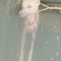 Dead dog found in water tank at Kumbdalan village of south Kashmir’s Shopian