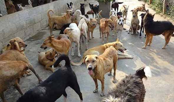 Minor Boy Injured in Stray Dog Attack in Srinagar’s Saida Kadal