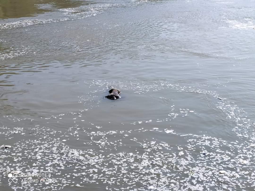 Unidntified Body seen floating in LJHP water Reservoir in Boniyar; Rescue operation on