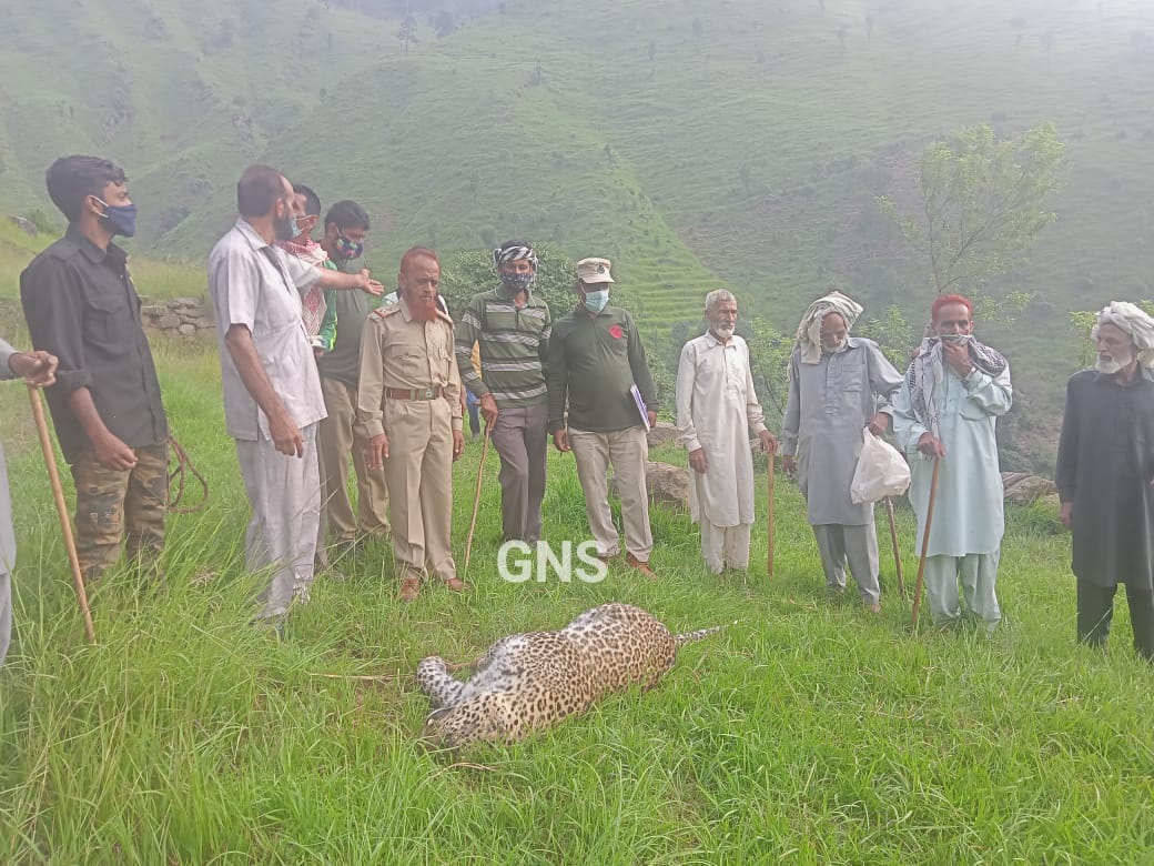 Female Leopard Carcass Found In Poonch