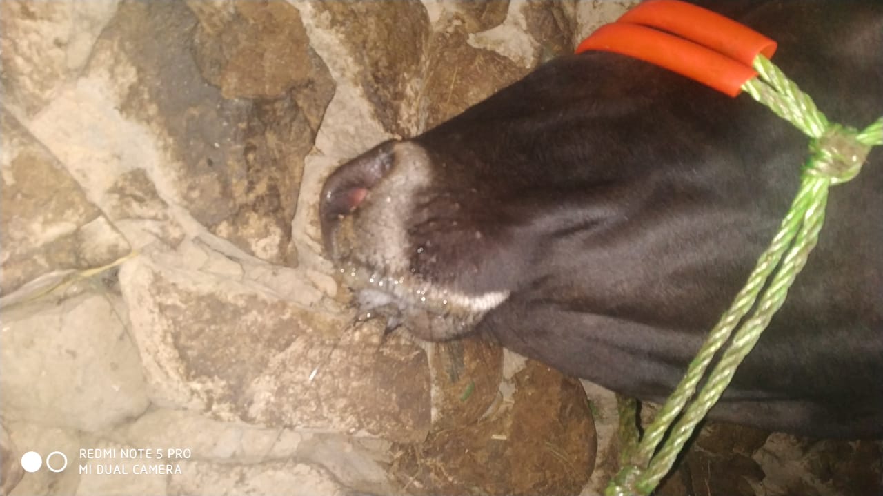 Dozens of domestic animals died, due to foot-mouth disease in Sopore outskirts