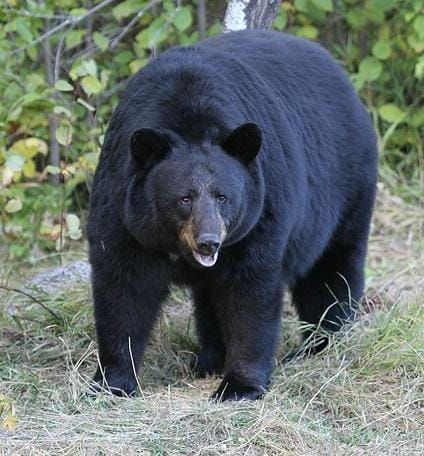Boy, his grand-father suffer injuries in bear attack