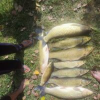 Intense Rainfall Perishes Carp Fish Stock in Dab Ganderbal