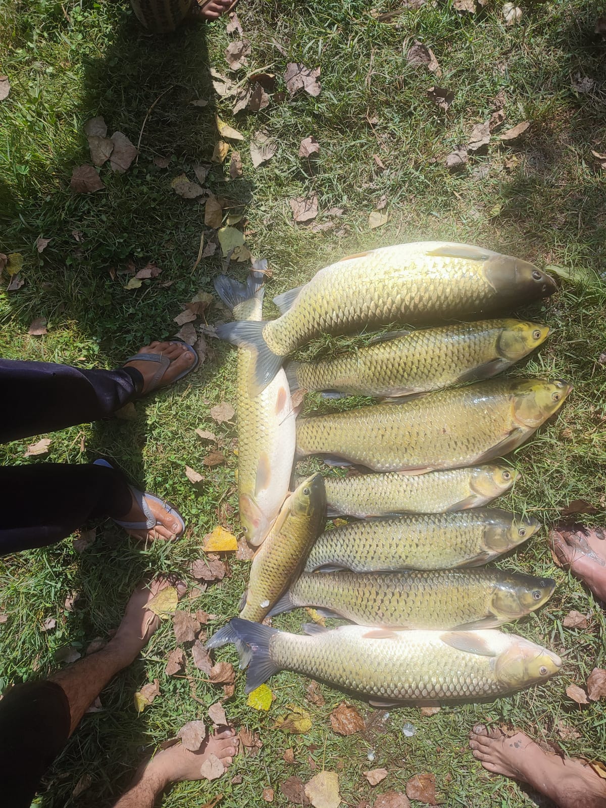 Intense Rainfall Perishes Carp Fish Stock in Dab Ganderbal