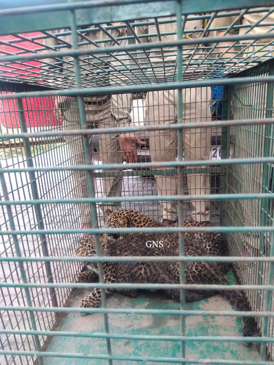 3 Leopard cubs rescued in Rajouri, to be reunited with mother once it’s found