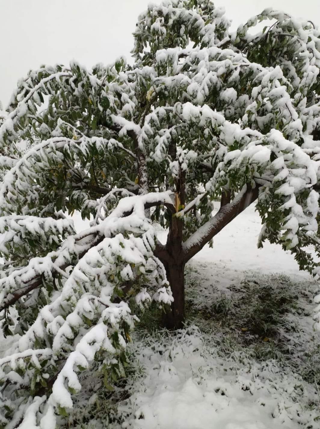 J&K’s higher reaches receive fresh snow, heavy rain in plains