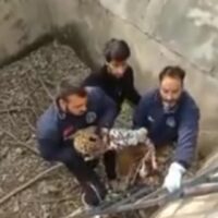 Leopard Falls into Water Tank in Brakpora Anantnag, Rescued