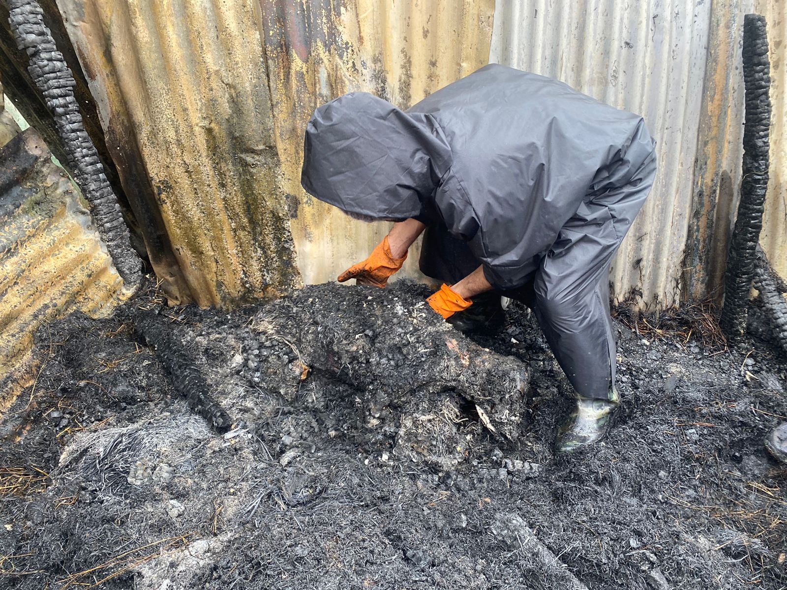 4 cattle charred to death in overnight blaze in Shalimar Srinagar
