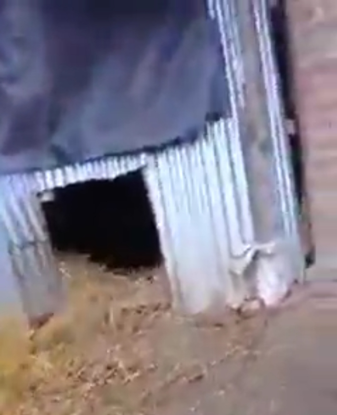 Thieves steal 24 sheep from a tin-shed in South Kashmir’s Anantnag