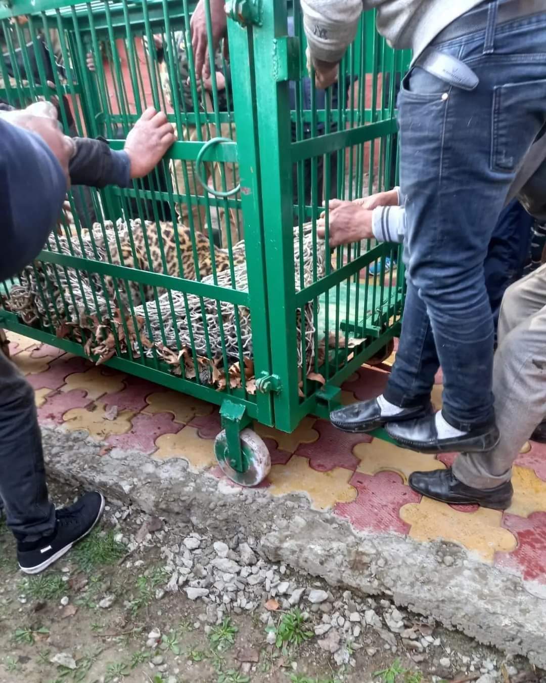 Leopard spotted at BJP leader’s residence captured alive